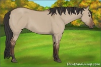 Horse Color:Bay Dun