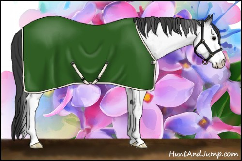 Horse Color:White Spotted Black Appaloosa 