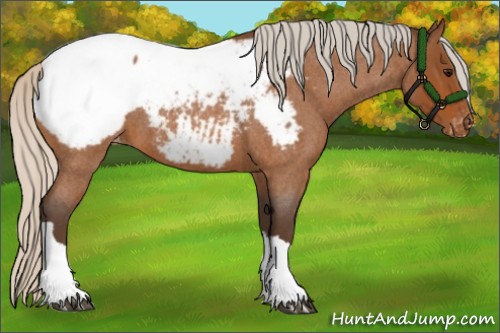 Horse Color:Silver Bay Roan Snowcap 