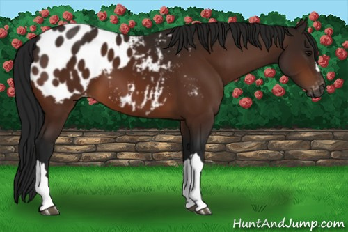 Horse Color:Gray Brown Appaloosa 