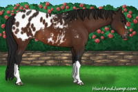 Horse Color:Gray Brown Appaloosa 
