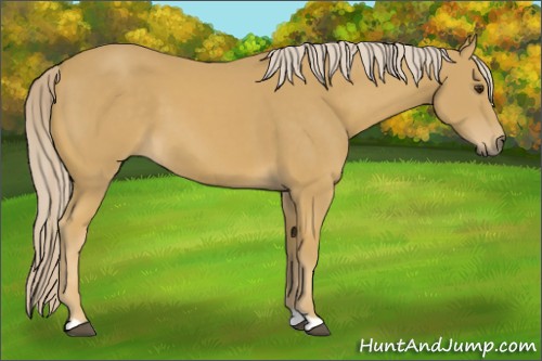 Horse Color:Palomino 