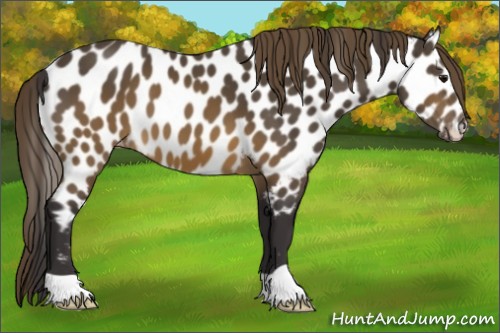 Horse Color:Buckskin Appaloosa 