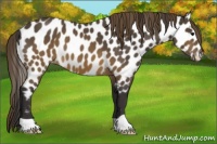 Horse Color:Buckskin Appaloosa 