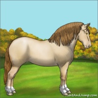 Horse Color:Red Dun Pearl