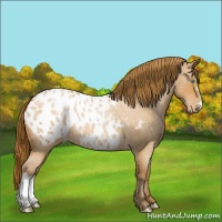 Horse Color:Bay Roan Pearl Appaloosa