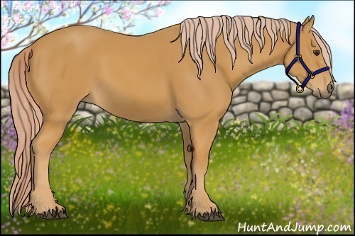 Horse Color:Palomino