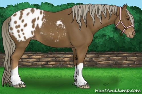 Horse Color:Chocolate Palomino Blanket