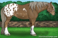 Horse Color:Chocolate Palomino Appaloosa
