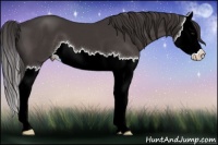 Horse Color:Smoky Black Splash