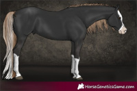 Horse Color:Liver Chestnut Splash 