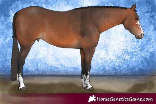Horse Color:Bay and Bay