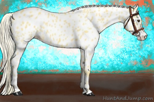Horse Color:Palomino Near Leopard 