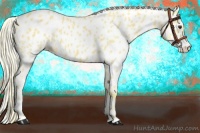 Horse Color:Palomino Appaloosa