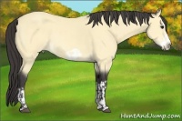 Horse Color:Buckskin Splash Frame  and Buckskin Splash Frame Rabicano 
