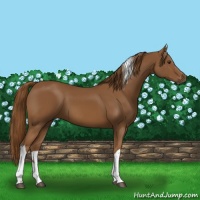 Horse Color:Chestnut Tobiano