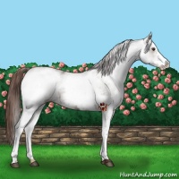 Horse Color:White Spotted Liver Chestnut 