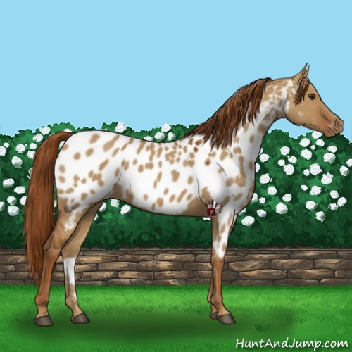Horse Color:Red Dun Appaloosa 