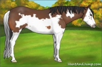 Horse Color:Bay Splash Frame 