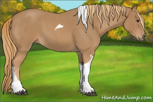 Horse Color:Red Roan Tobiano