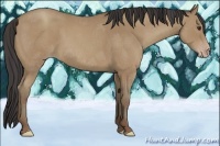 Horse Color:Classic Champagne 