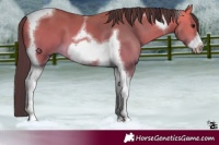 Horse Color:Buckskin Tobiano Frame 