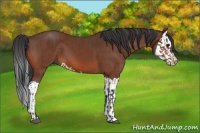 Horse Color:Bay and Bay Splash