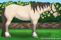 Horse Color:Amber Cream Champagne Roan