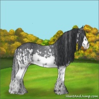 Horse Color:Silver Black Chinchilla Splash  and Black Chinchilla Splash 