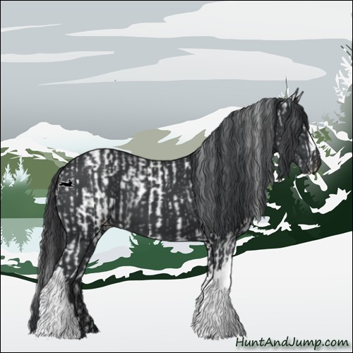 Horse Color:White Spotted Black and Black