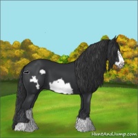 Horse Color:Black Frame