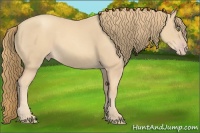 Horse Color:Gold Champagne 