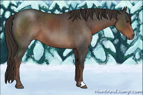 Horse Color:Liver Red Roan 