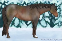Horse Color:Liver Red Roan 