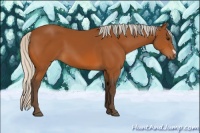 Horse Color:Silver Bay