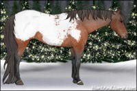 Horse Color:Brown Appaloosa 