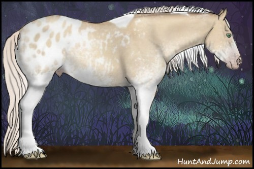 Horse Color:Gray White Spotted Silver Amber Cream Champagne Dun Splash Tobiano Appaloosa Rabicano 