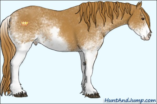 Horse Color:White Spotted Chestnut