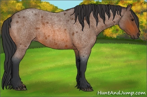 Horse Color:Bay Roan 