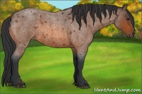 Horse Color:Bay Roan 