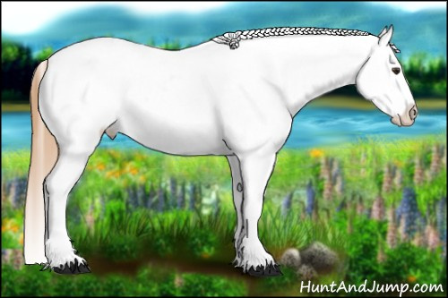Horse Color:Red Roan Appaloosa and Red Roan Splash Appaloosa