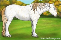 Horse Color:Gold Champagne Roan Dun Splash Tobiano Frame Appaloosa Rabicano 