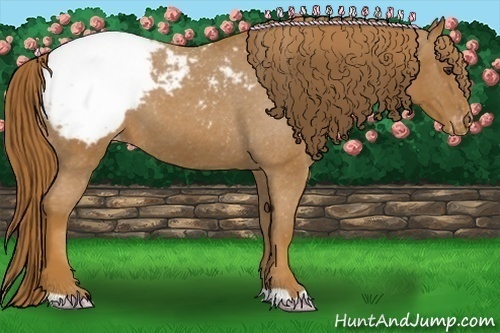 Horse Color:Red Roan Snowcap