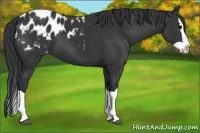 Horse Color:Black Splash Appaloosa 