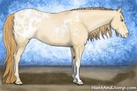 Horse Color:Smoky Black Pearl Appaloosa 