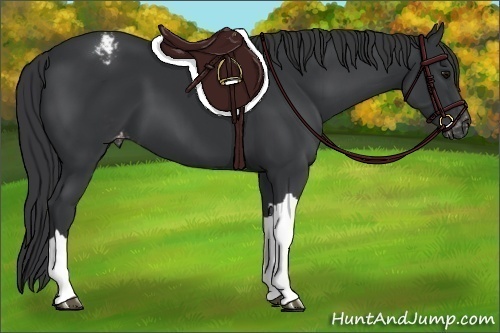 Horse Color:Black Appaloosa 