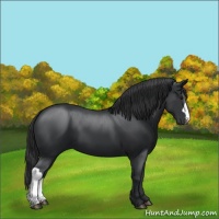 Horse Color:Black 