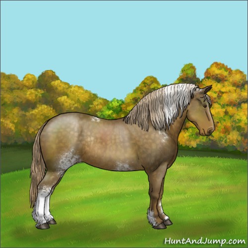 Horse Color:White Spotted Chocolate Palomino Rabicano 