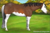 Horse Color:Bay Splash 