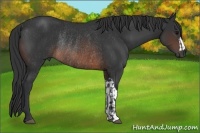 Horse Color:Brown Rabicano and Brown Rabicano